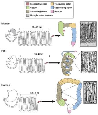 Frontiers Porcine Models Of The Intestinal Microbiota The